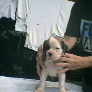 Major