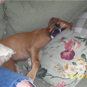 Tired puppy