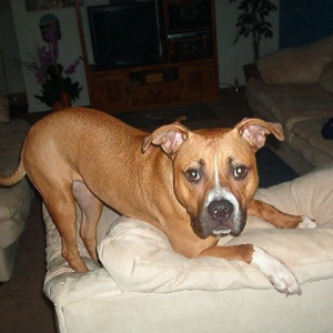 Found Mixed Boxer