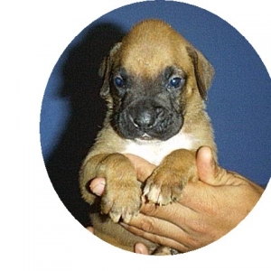 Marley at 3 weeks