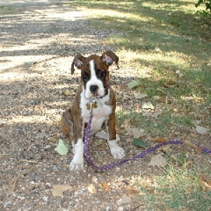 sabre 3 months