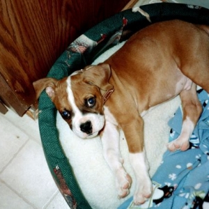 Boomer in his bed