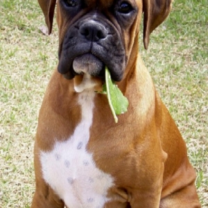 abbey_the_gardener