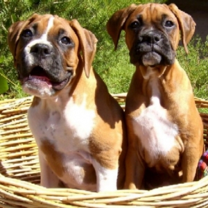 basket_babies