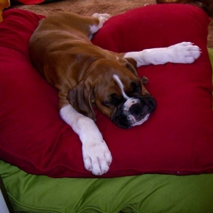 cushion_monster