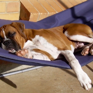 lazy_days