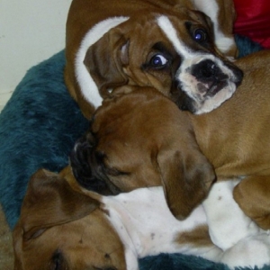 puppies_pile_on