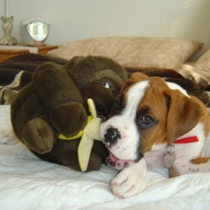 My Banana!