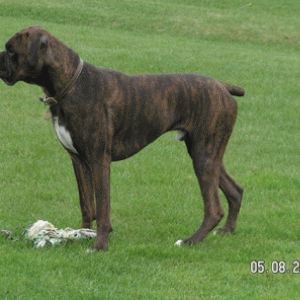 Vegas at 19 months