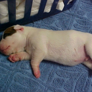 Petey One Day Old!!!!