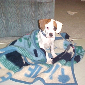 Very sick Petey