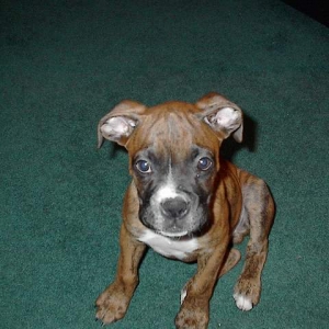Crazy Ears