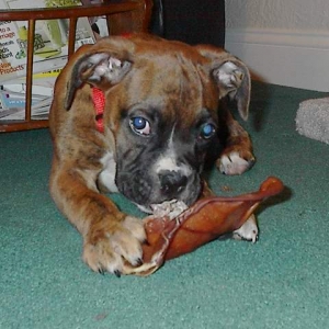 Nate's first pig ear.