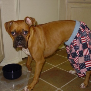 Rocky gearing up for the 4th of July