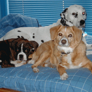 Riley with his sisters.