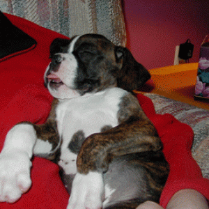 All Tuckered Out.