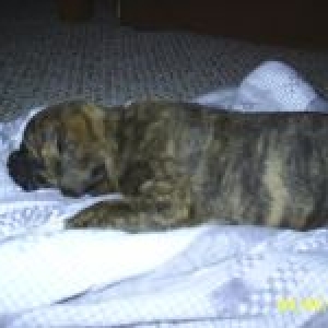 Jag is tuckered out again
