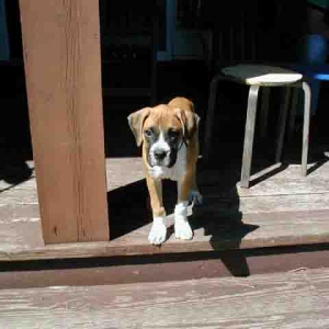Say hi to little Bobo!