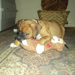 Monty 7 1/2 weeks
