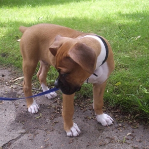 Monty 9 1/2 weeks