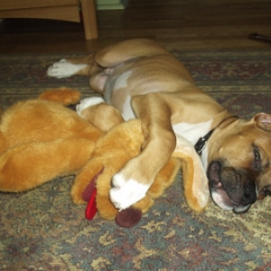 Monty 10 weeks