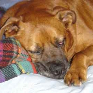 Duke