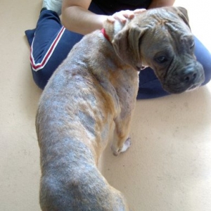Rescued from pound