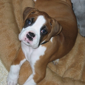 Baby Owen