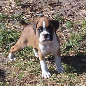 Zoe at the breeder
