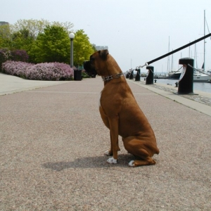 Xena at Harbourfront
