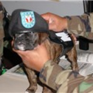 Military Pup