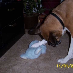 Dakota Playing