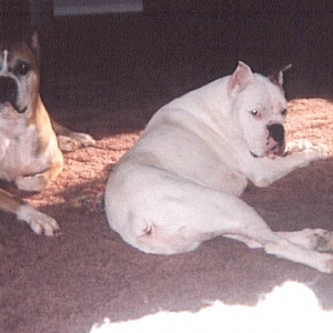 Zeus and Bam Bam