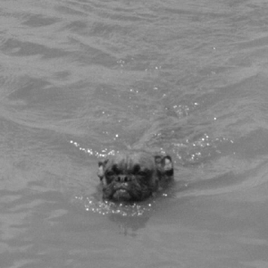 Swimming!