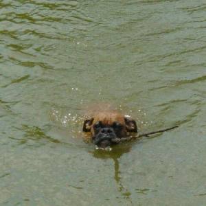 Retrieving