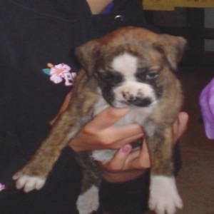 Lily