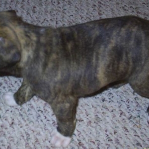 Jag at 4 weeks