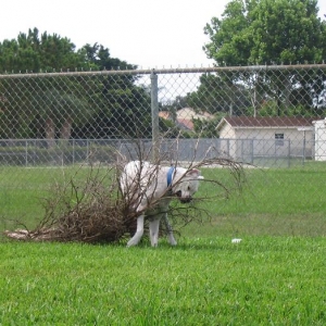 Worlds Strongest Dog