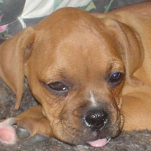 Dillon 8 weeks old