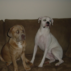 Couch hogs