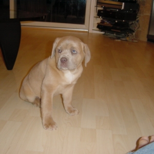 Maximus