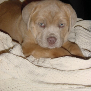 A living teddy bear