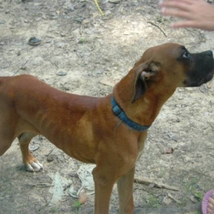 Shotze's "buddy" Junior