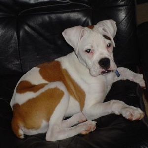 Rex in Daddy's chiar
