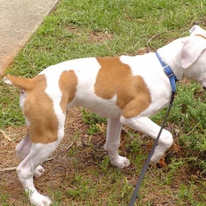 Playing in the shrubs