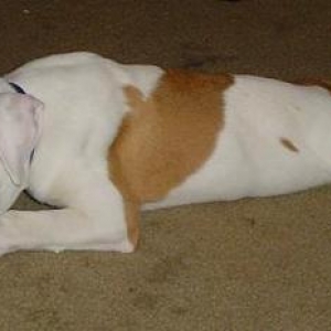 Rex and his rope