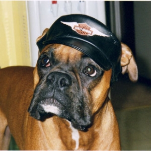 Biker Dog