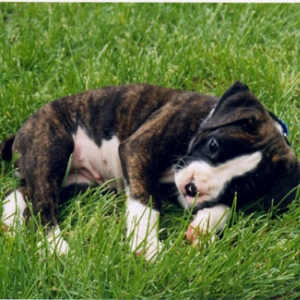 Taya in the grass
