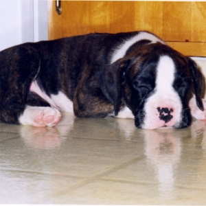 kitchen_snoozes
