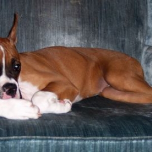 Nap time... zzz...